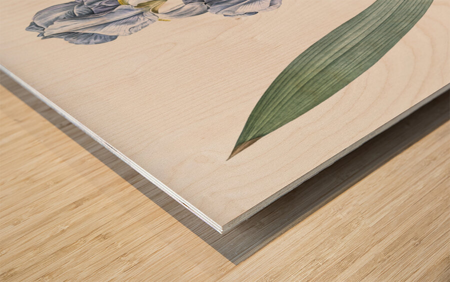 Josephine & lily illustration  Wood print