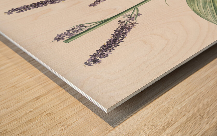 Black false hellebore illustration  Wood print