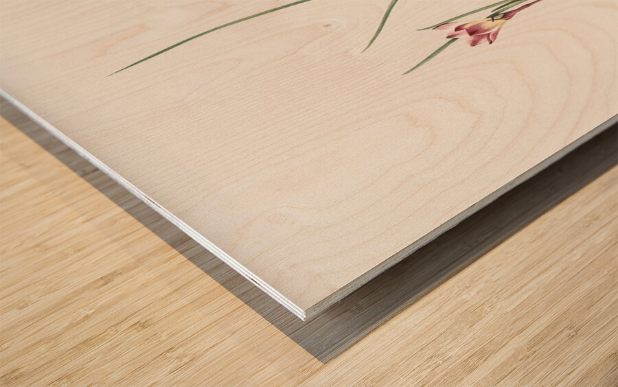 Atamasco lily illustration  Wood print