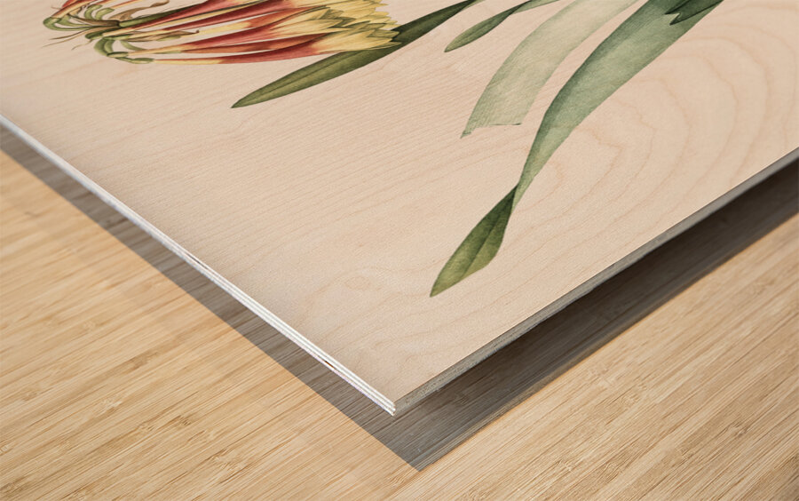 Knysna lily illustration  Wood print