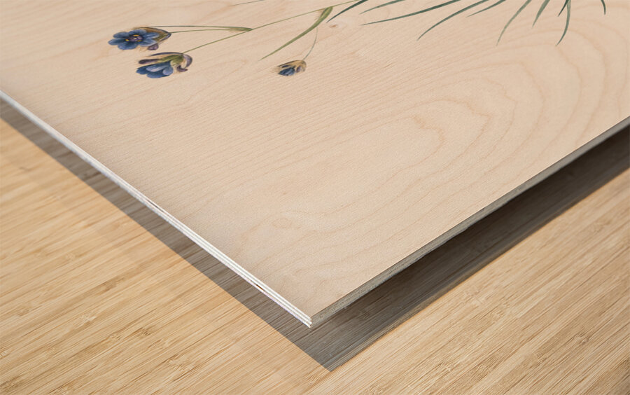 Blue corn-lily illustration  Wood print