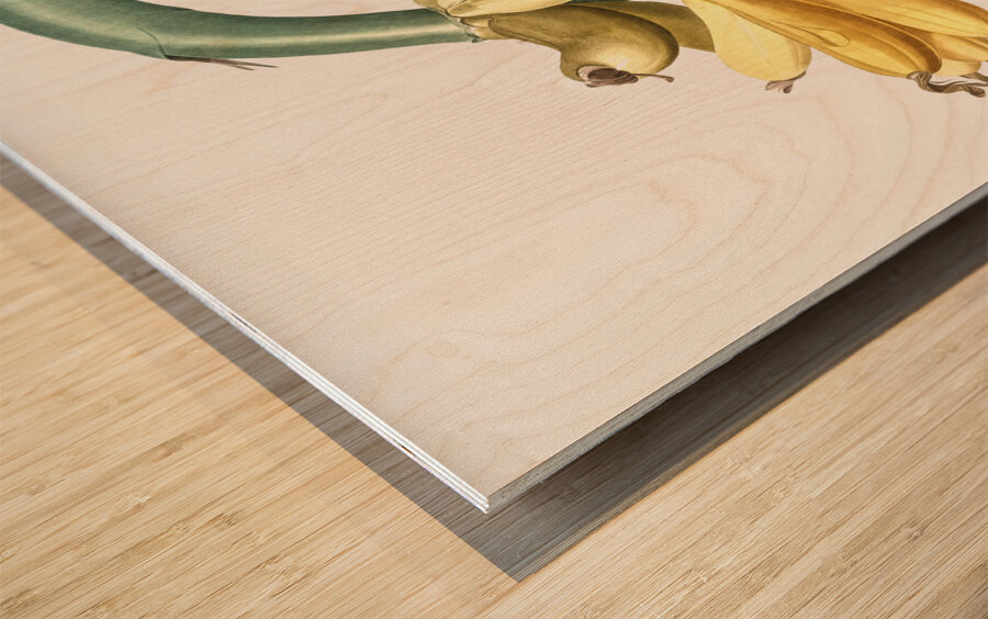 Banana illustration  Wood print