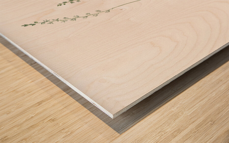 Eriospermum lanceaefolium illustration  Wood print