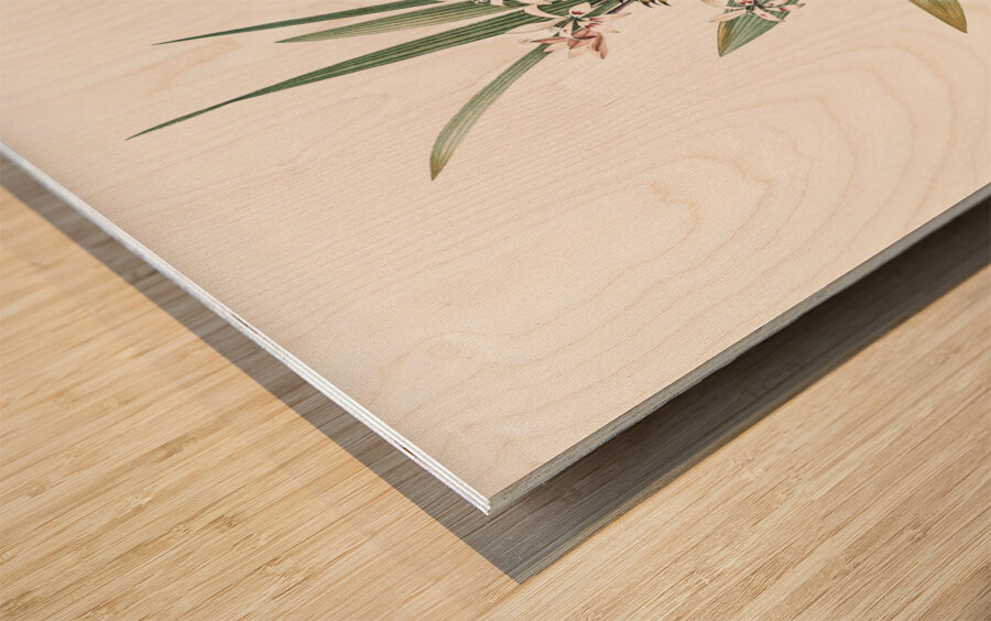 Baboon root illustration  Wood print