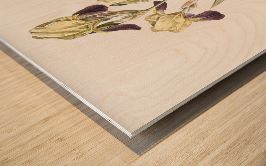 Elder scented iris illustration  Impression sur bois