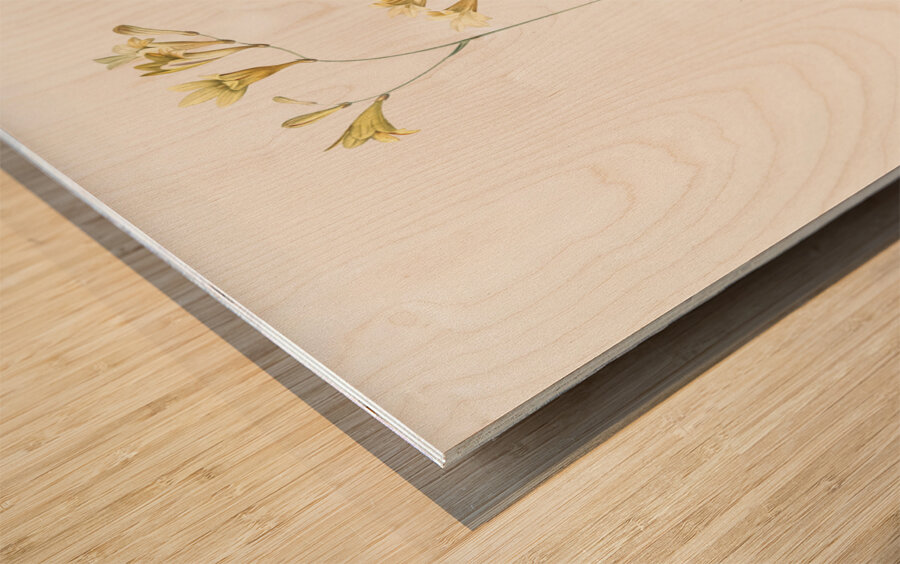 Freesia illustration  Wood print