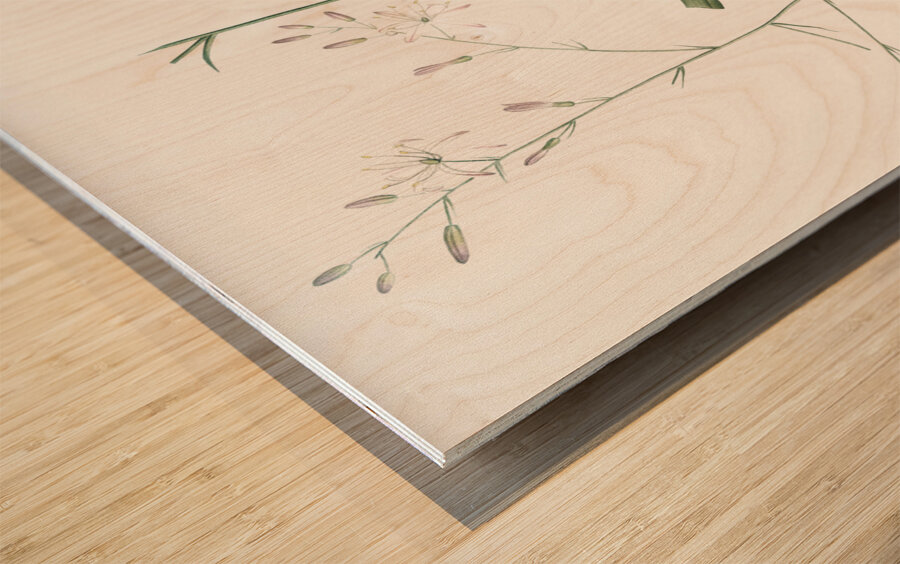 Wavy-leafed soap plant illustration  Wood print