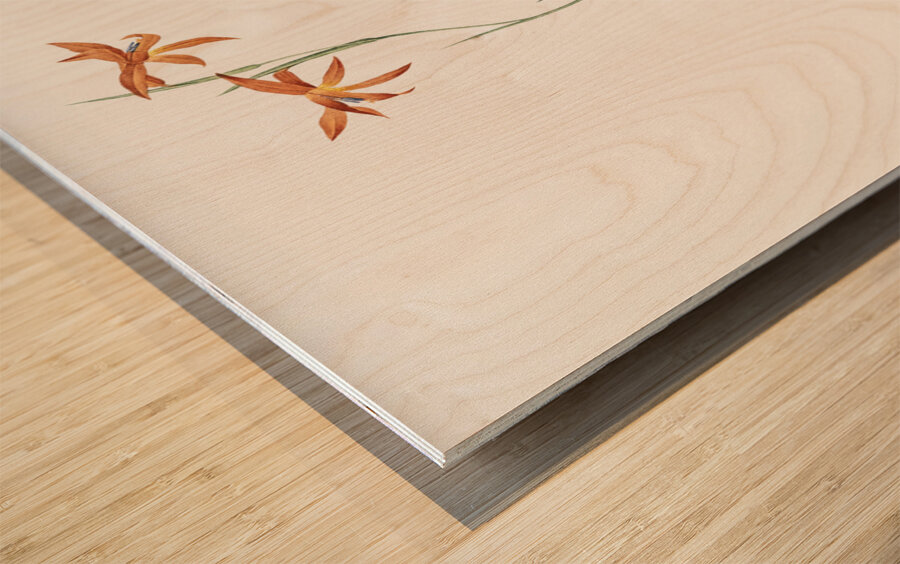 Gladiolus watsonius illustration  Wood print