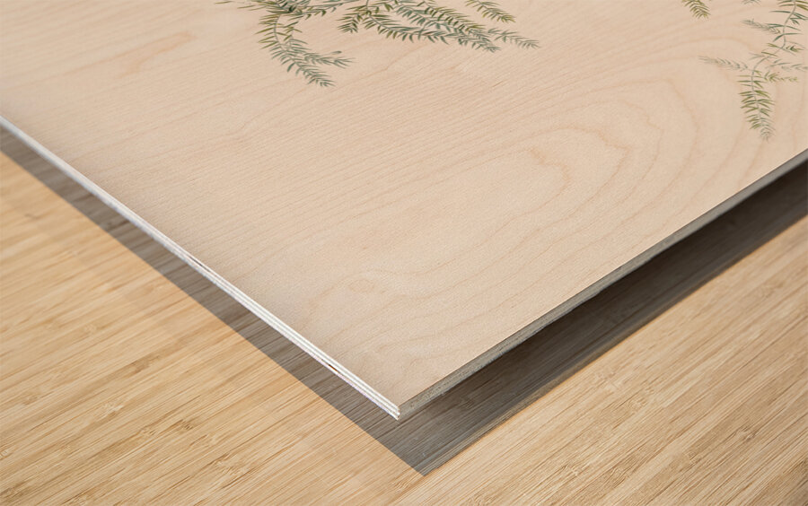 Climbing asparagus fern illustration  Wood print