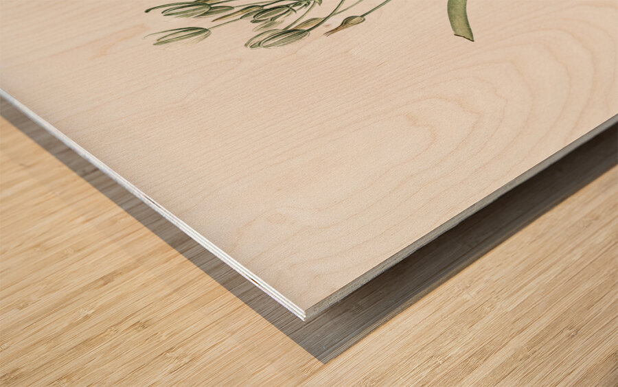 Slime lily illustration  Wood print