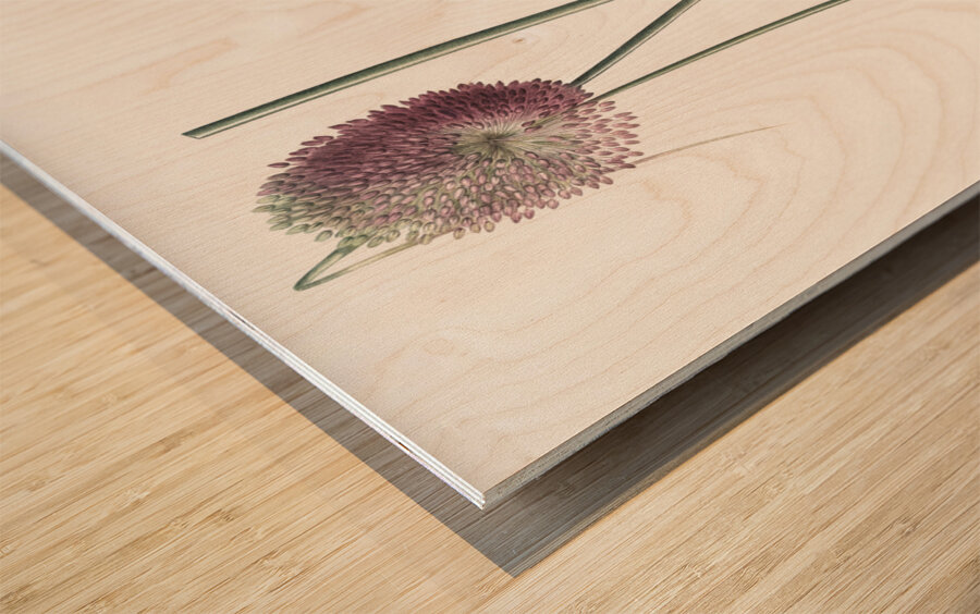 Round-headed leek illustration Wood print