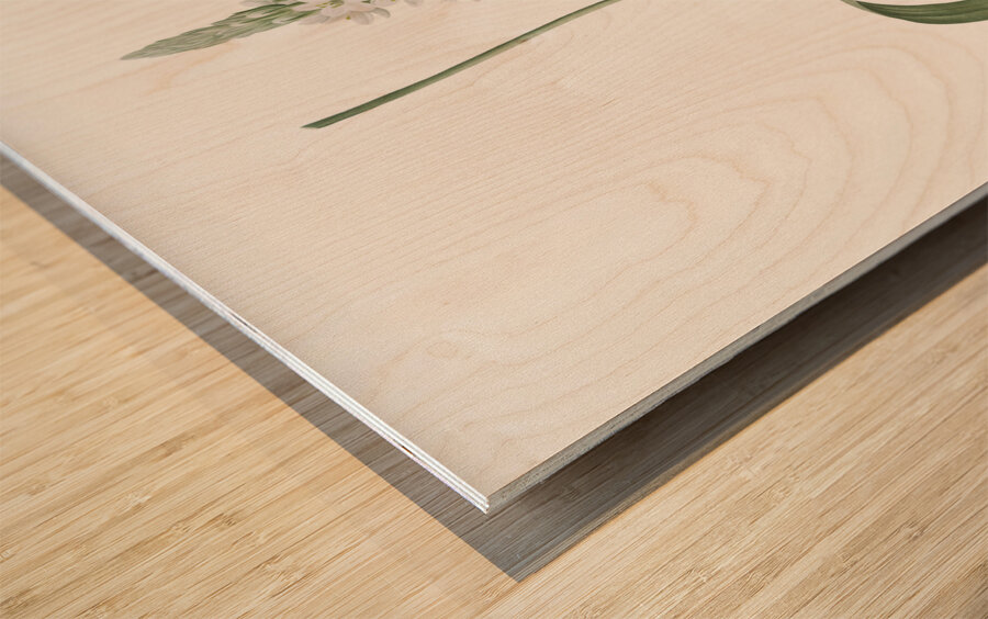 Narbonne star-of-Bethlehem illustration  Wood print