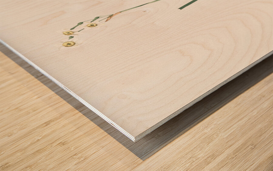 Species daffodil illustration  Wood print