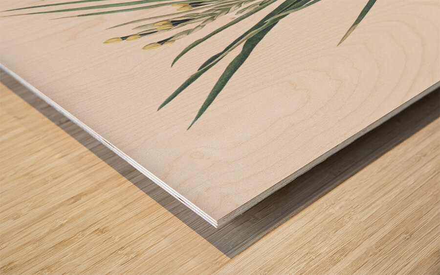 Bokmakierie & tail illustration  Wood print