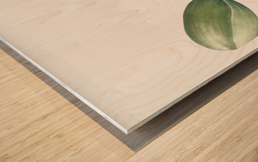 Hedgehog lily illustration  Wood print