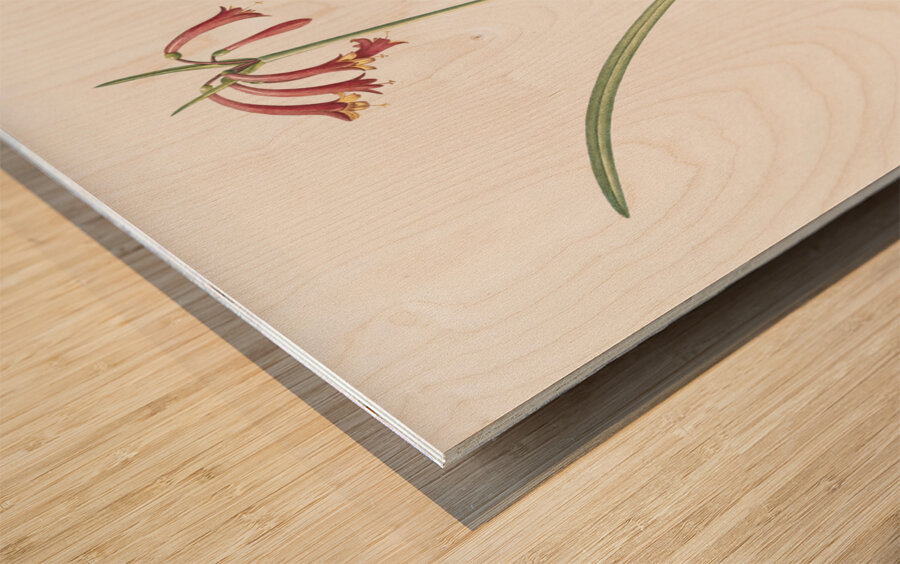 Brandlelie illustration  Wood print