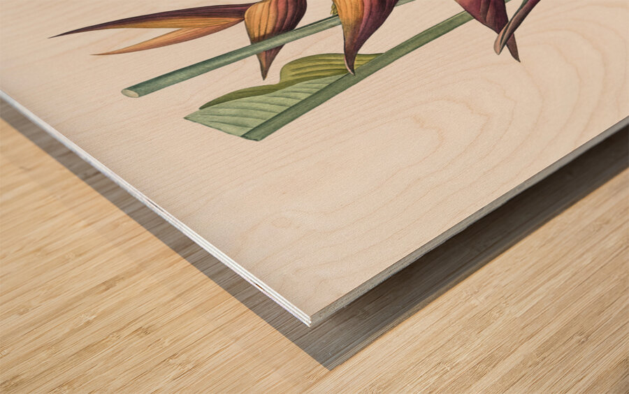 Brandlelie illustration  Wood print