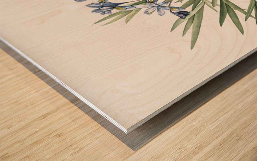 Dwarf crested iris illustration  Wood print