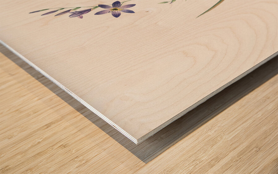 Ixia secunda illustration  Wood print