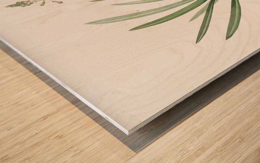 Satin squill illustration  Wood print