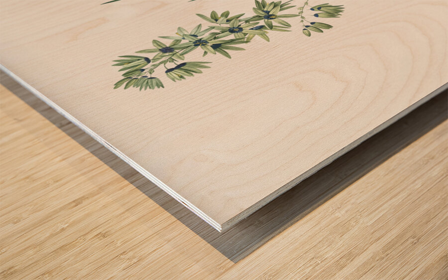 Turquoise ixia illustration  Wood print