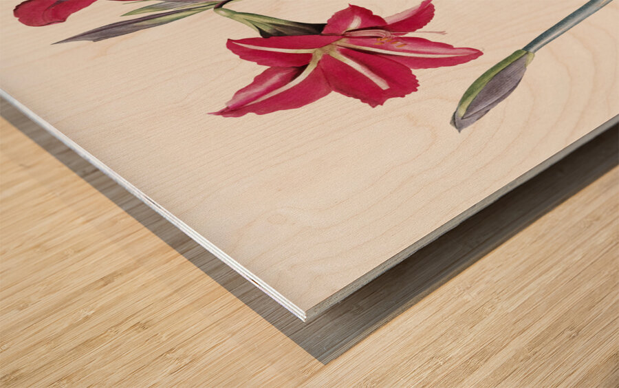 Brazilian amaryllis illustration  Wood print