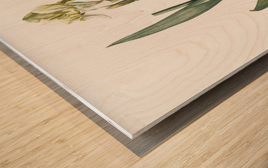 Lemonyellow iris illustration  Wood print