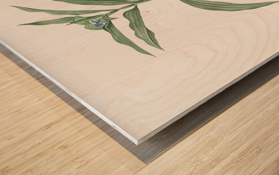 Dayflower illustration  Wood print