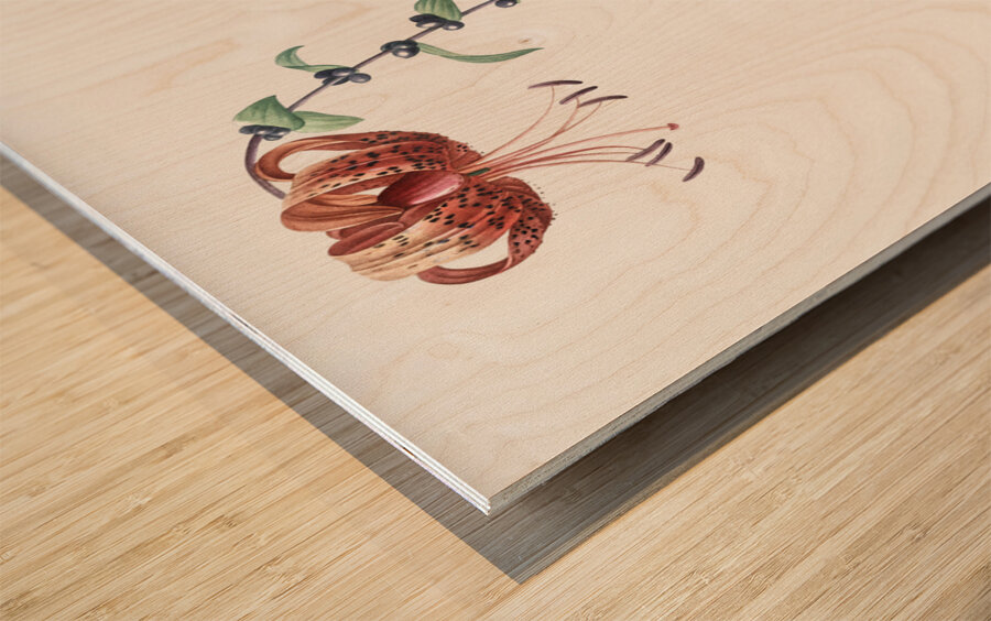 Tiger lily illustration  Wood print