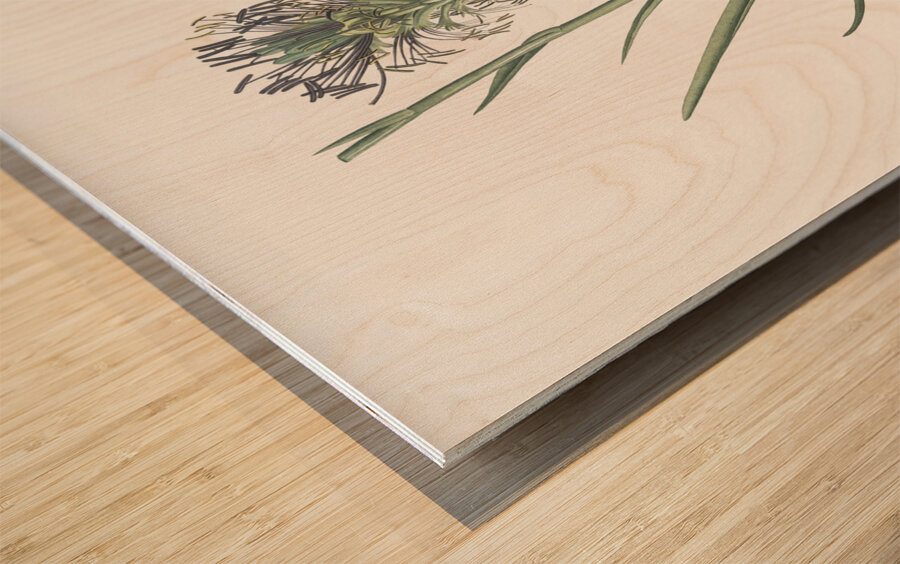 Agave spicata illustration  Wood print