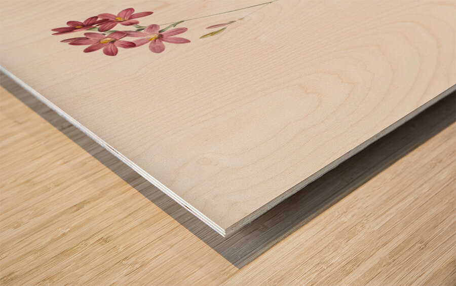 Corn lily illustration  Wood print