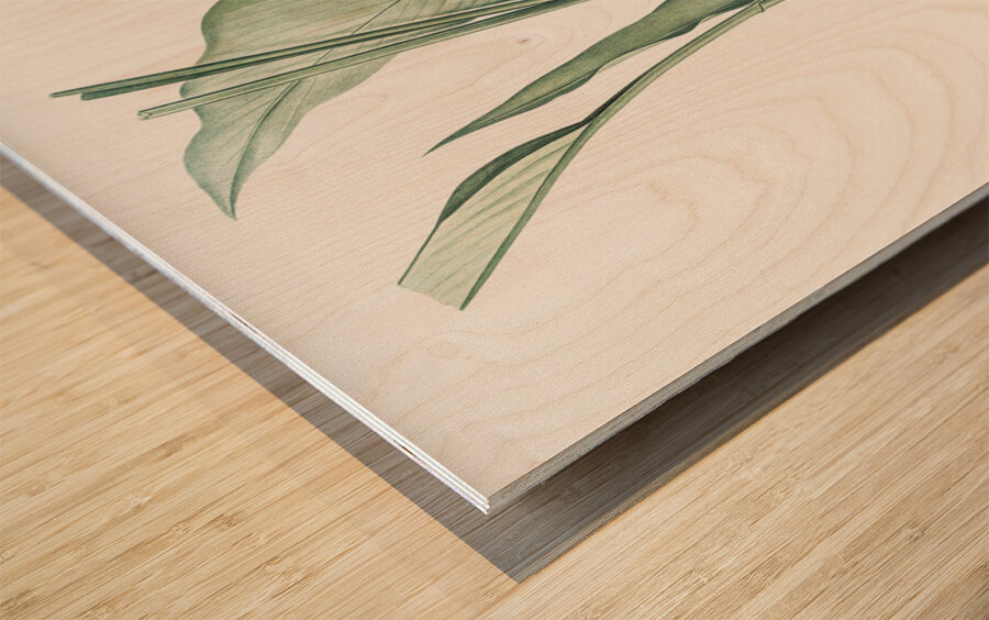 Turmeric illustration  Wood print