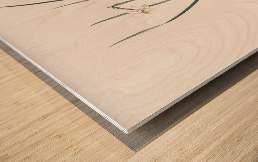 Daffodils illustration  Wood print