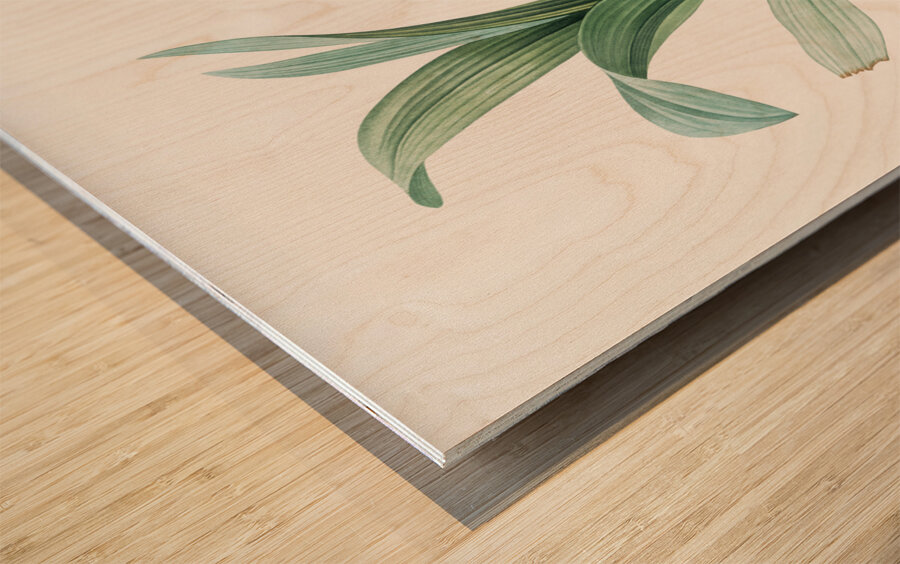 Autumn crocus illustration  Wood print