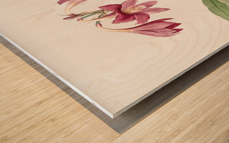 Netted-veined amaryllis illustration  Wood print