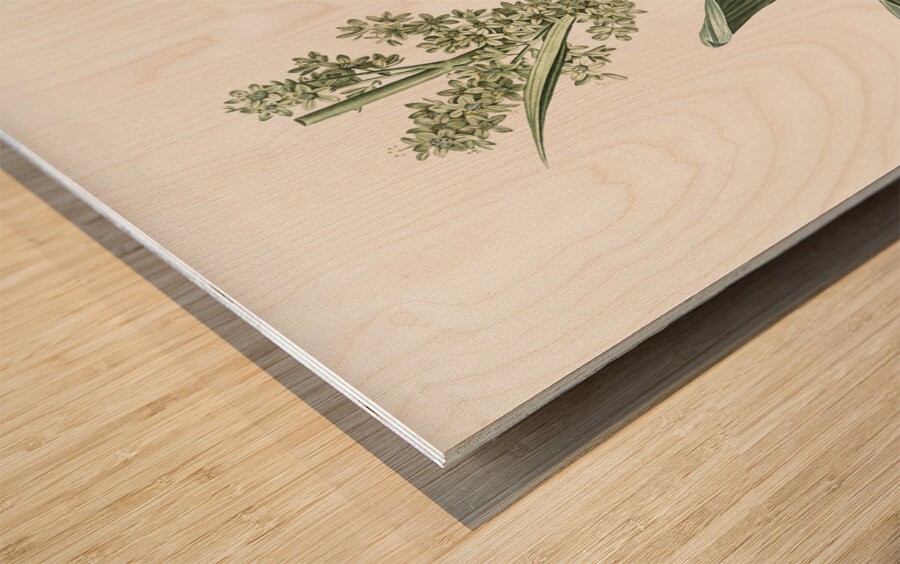 False helleborine illustration  Wood print