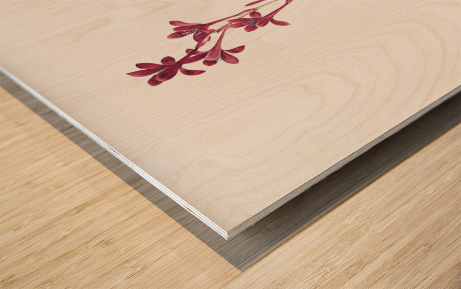 Netted-veined amaryllis illustration  Wood print