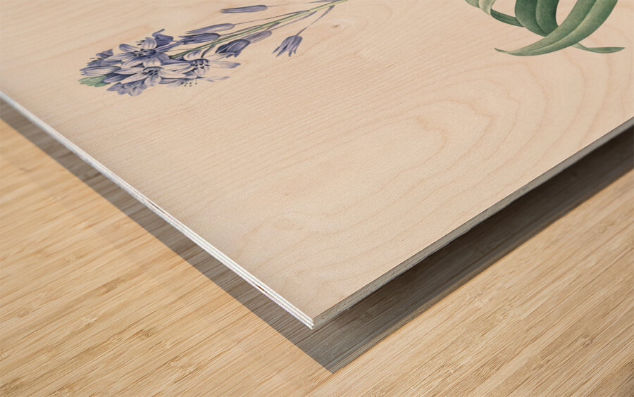 Netted-veined amaryllis illustration  Wood print