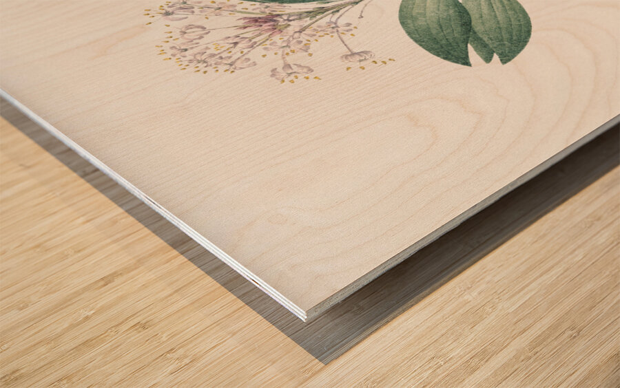 Pygmy hyacinth illustration  Wood print