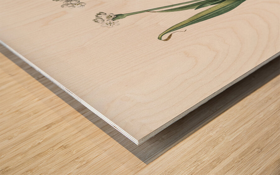 Ornamental onion illustration  Wood print