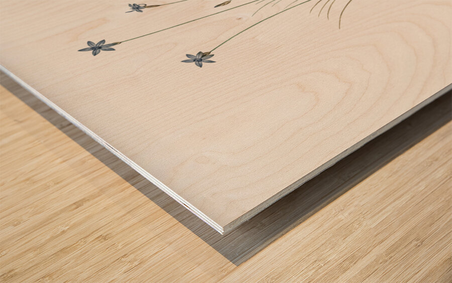 Ornamental onion illustration  Wood print