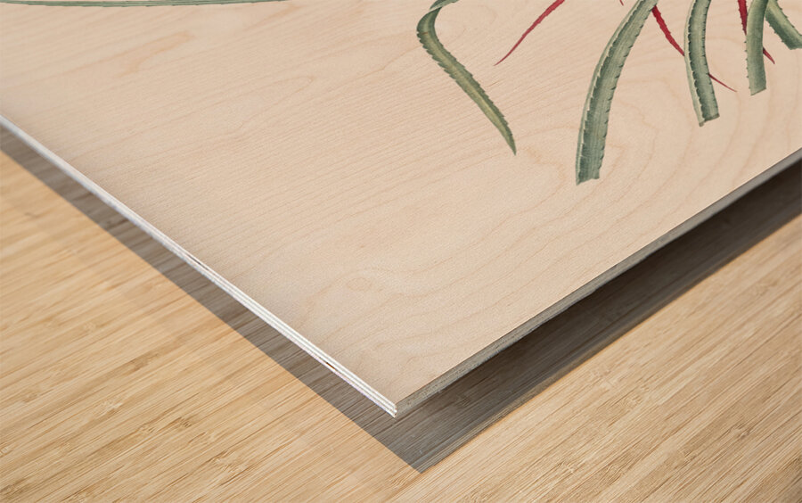 Plumier bromelia illustration  Wood print