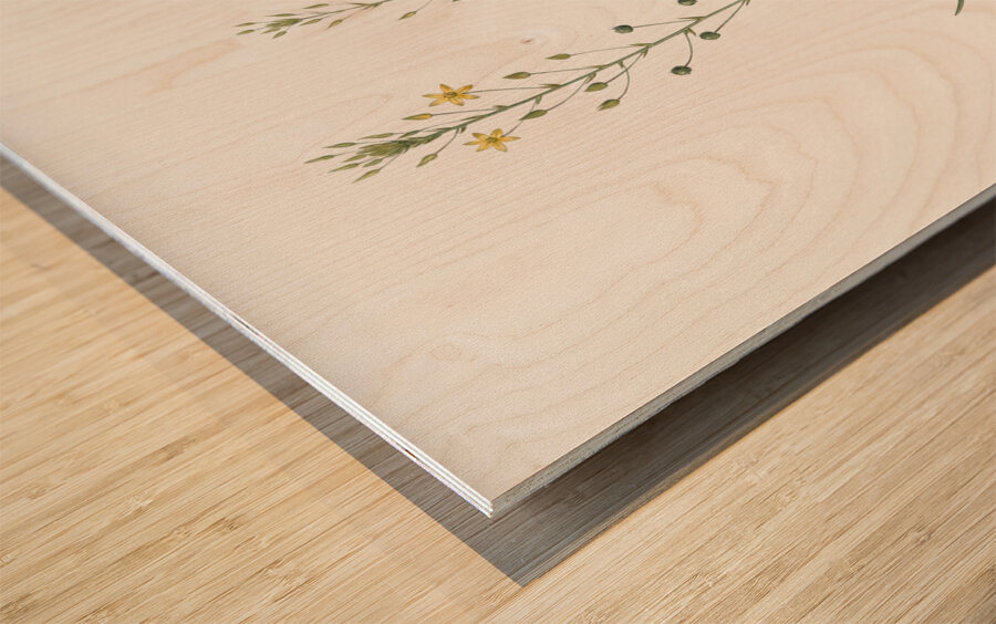 Bulbine lily illustration  Wood print