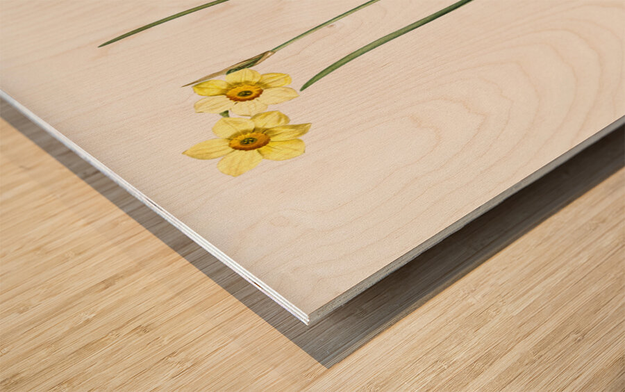 Cowslip cupped daffodil illustration  Wood print