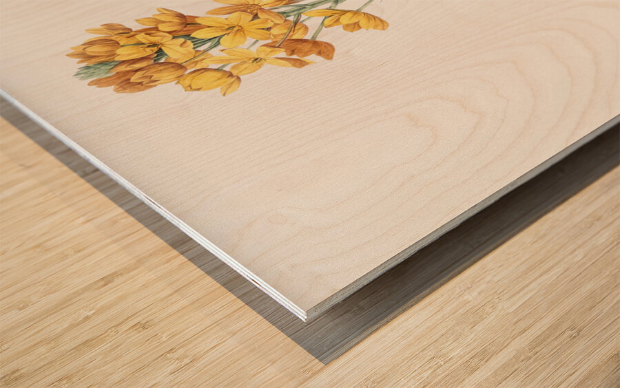 Sun star illustration  Impression sur bois