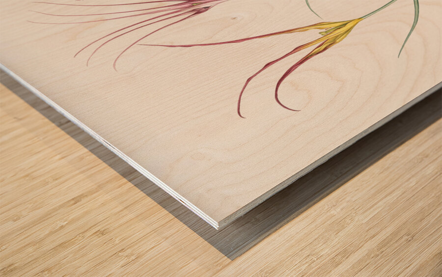 Sandbog death camas illustration  Wood print