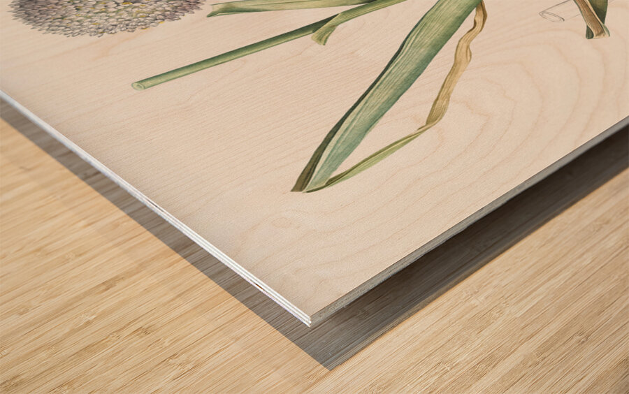 Broadleaf wild leek illustration  Wood print