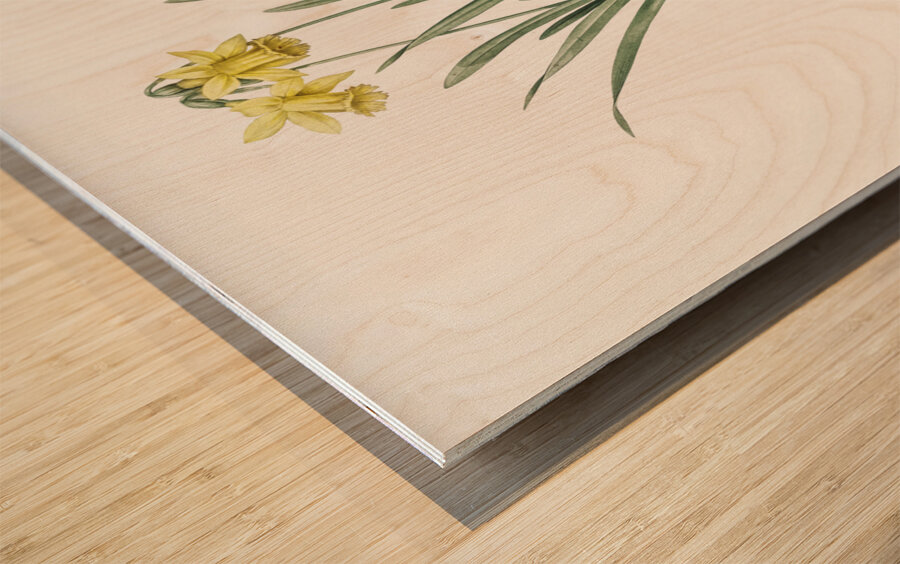 Lesser wild daffodil illustration Wood print