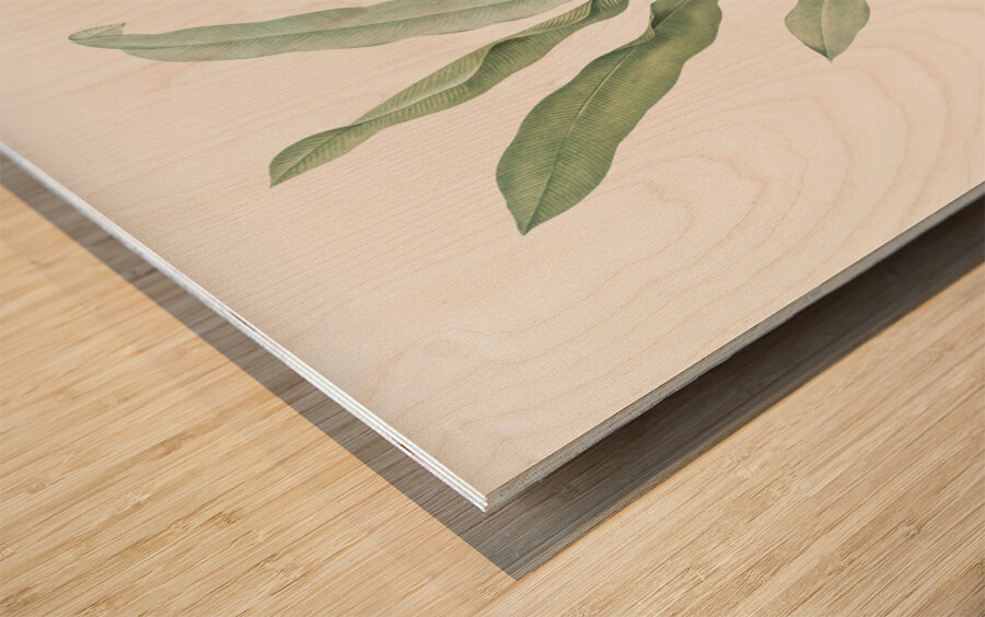 Broadleaf wild leek illustration  Wood print