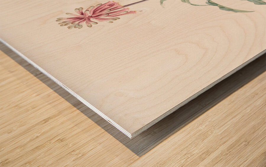 Sand lily illustration  Wood print